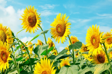 sunflower fieldの写真素材