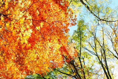 Autumn leavesの写真素材