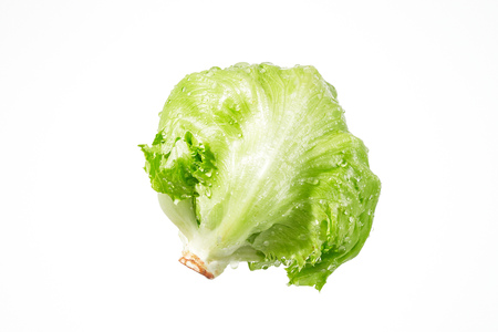 the lettuce with dropletsの写真素材