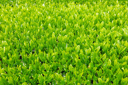 close up of the Japanese tea leavesの写真素材