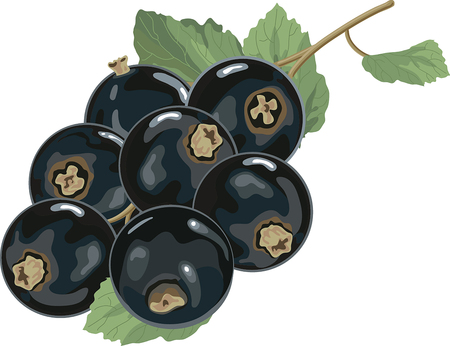 Black currants with leaves simplified reduced both colors and details for cardboard package white background.のイラスト素材