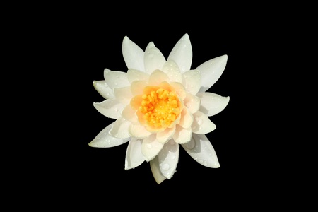 White lotusの写真素材