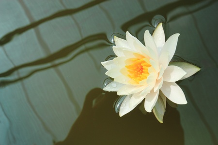 White lotusの写真素材