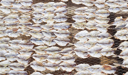 Sun dried marine fish fillet の写真素材