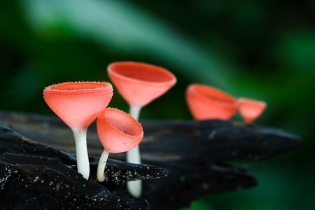 autumn red champagne mushroom の写真素材
