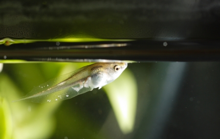 Tadpole in waterの写真素材