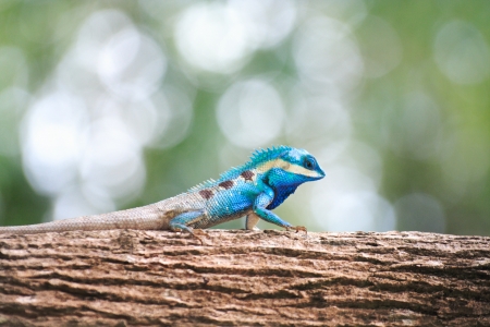 thai lizard on tree 