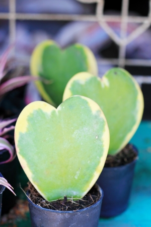 Green leaves heart shapr in flowerpotの写真素材