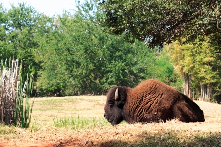 Gaur in zooの写真素材