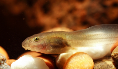 Frog Tadpoles の写真素材
