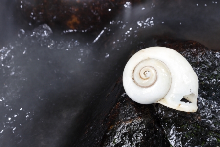 white sheel の写真素材