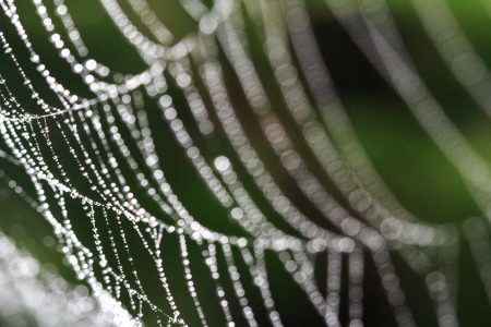 Spiral of spider s nest の写真素材
