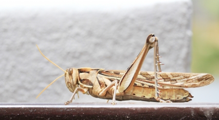 Brown grasshopper,macro close up の写真素材
