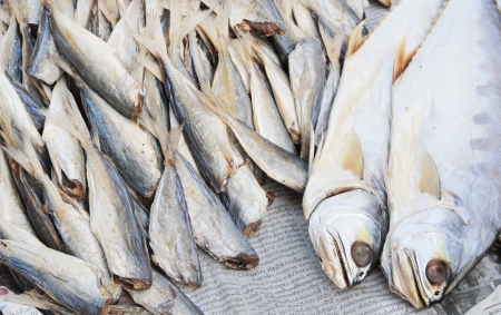 dry sea fishの写真素材