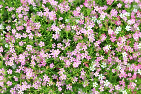 Close up of flower pattern backgroundの写真素材