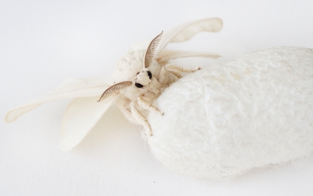 Silk Moth on Silk Cocoon の写真素材