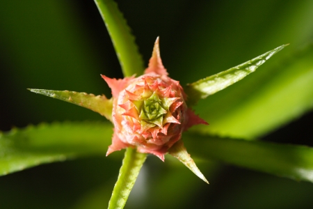 pineapple flower, green leavesの写真素材