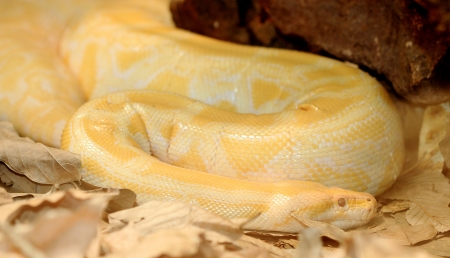 Close up of golden thai pythonの写真素材
