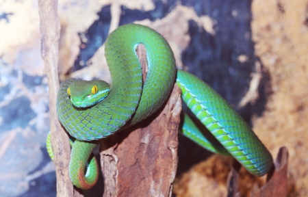 Green snake on branchの写真素材