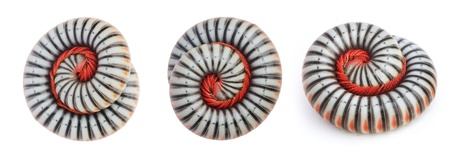 close up millipede, isolated on white の写真素材