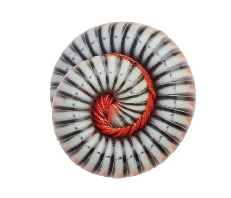 close up millipede, isolated on white の写真素材