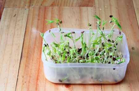 bean sprouts on wood desk.の写真素材