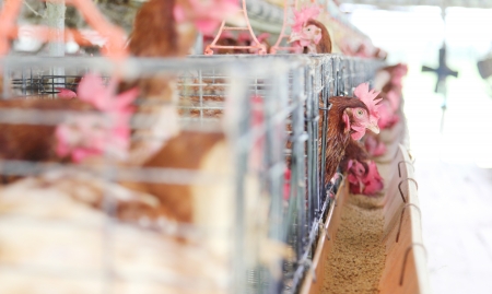 Chicken farm, hen egg.の写真素材