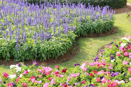 lavender and flower gardenの写真素材