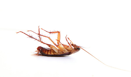 Dead cockroach, isolated on white background.