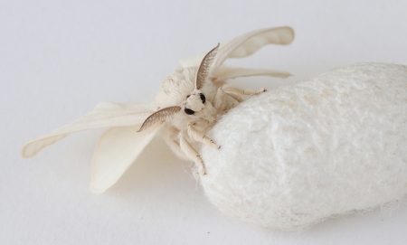 Silk Moth on Silk Cocoon, white backgroundの写真素材