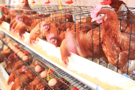 hen, chicken and eggs eating food in farm の写真素材