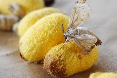 Silk worm cocoon, Macro close up.の写真素材