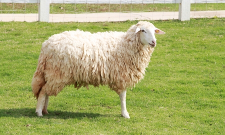 Sheep in farm field.の写真素材