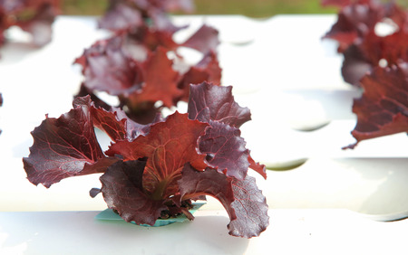 Organic Hydroponic vegetable farm.の写真素材