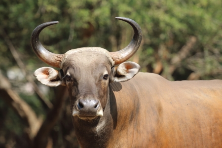 gaur standing 