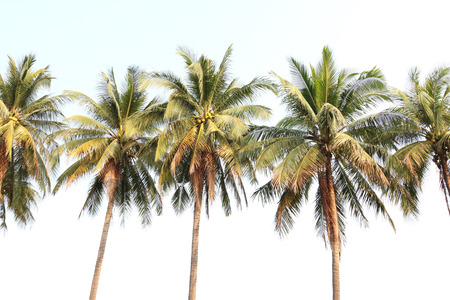 Coconut tree, clear sky background の写真素材