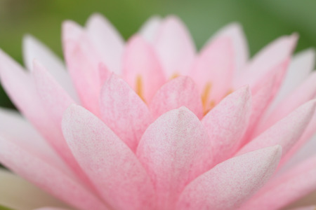 Macro close up petal pink lotus flower.の写真素材