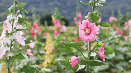 Pink flower in field. close up.の写真素材