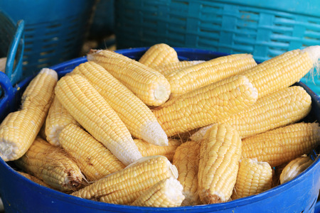 Raw Corn in basket.
