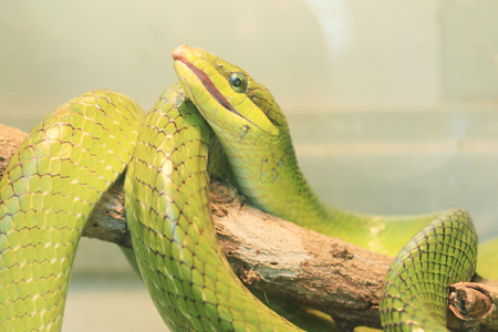 Green snake on branch, rain forest, Thailandの写真素材