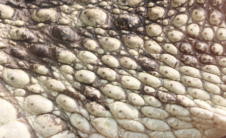 Macro close up, Crocodile skin.の写真素材