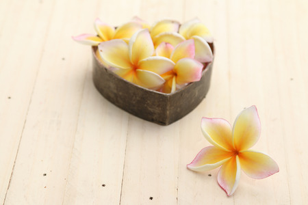 White Plumeria flowers on wood background.の写真素材
