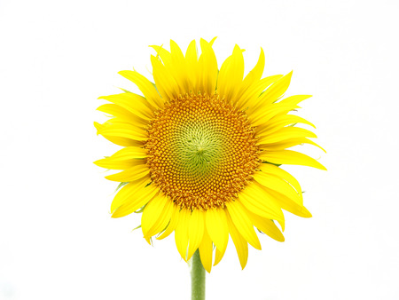 Sun flower isolated on white background.の写真素材