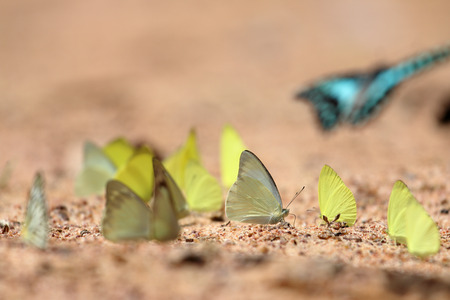 Group of Yellow butterflies are eaten mineral on the ground, Select focus.の写真素材