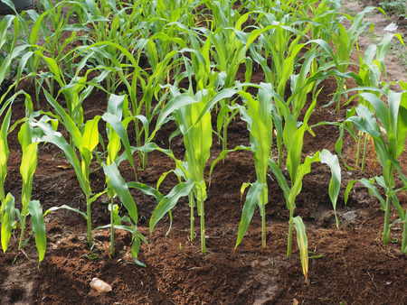 Close up Corn sprouts field.の写真素材