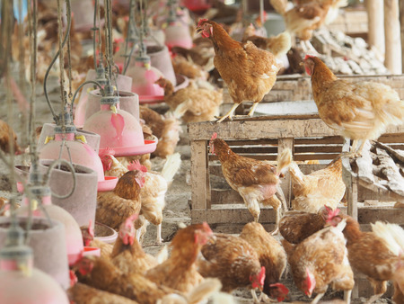 Hen,Chicken egg in farm.の写真素材