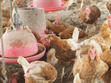 Hen,Chicken egg in farm.の写真素材
