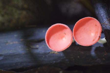 Wineglass champagne mushrooms