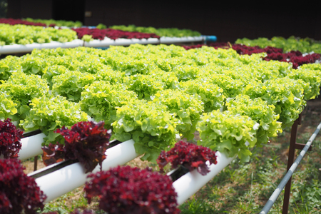 Hydroponic vegetable farm.の写真素材