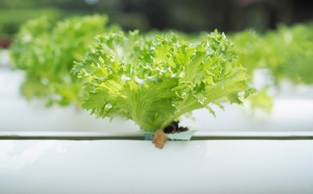 Hydroponic vegetable farm.の写真素材